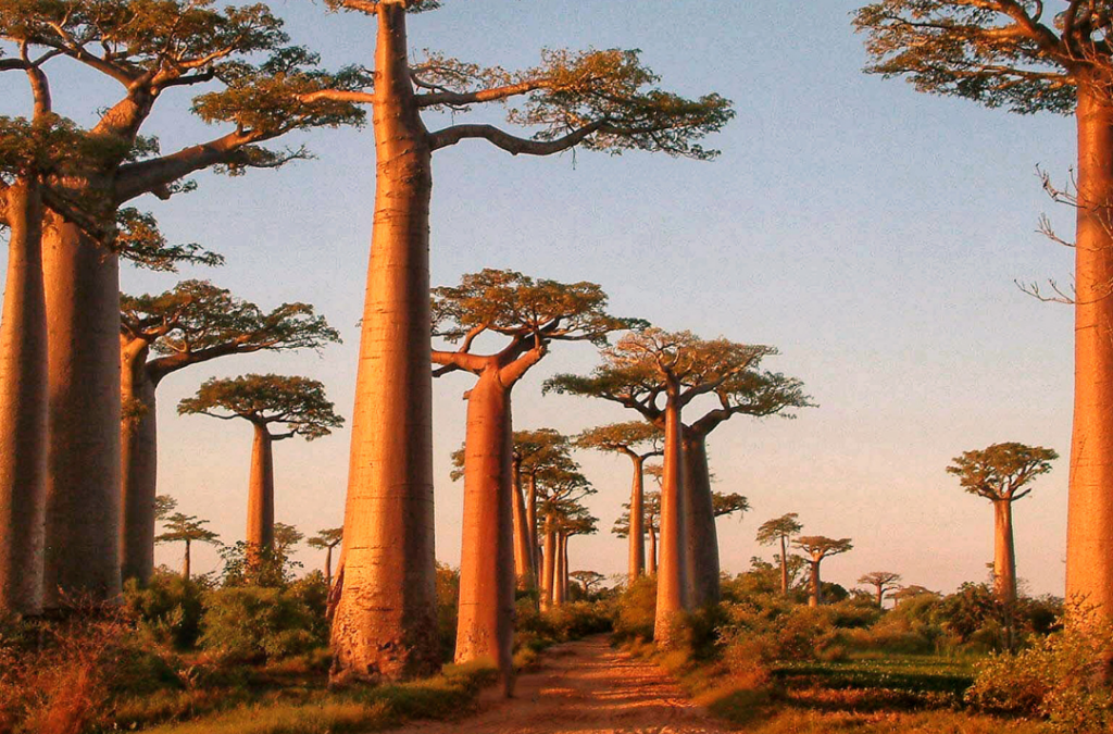 10 Questions About Baobab Fruit Powder